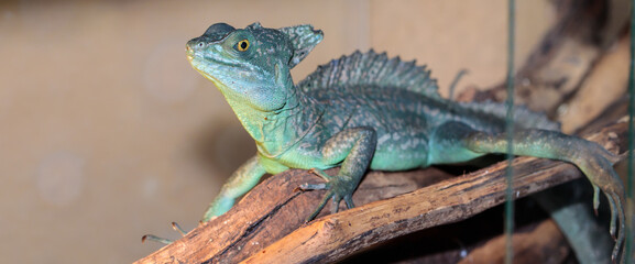 Basilisk helmeted in a terrarium. close-up. macro.
