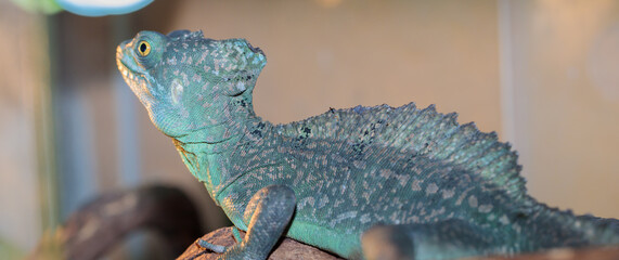 Basilisk helmeted in a terrarium. close-up. macro.