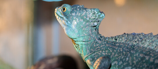 Basilisk helmeted in a terrarium. close-up. macro.