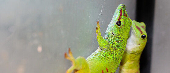 Madagascar day gecko in a terrarium. close-up. macro.