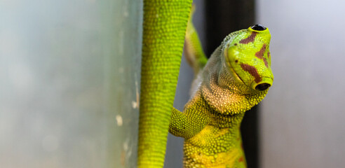 Madagascar day gecko in a terrarium. close-up. macro.
