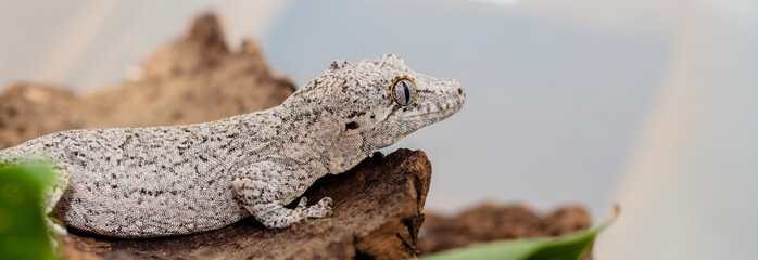 spotted white eublefar in the terrarium. close-up. macro.