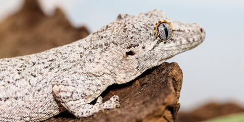 spotted white eublefar in the terrarium. close-up. macro.