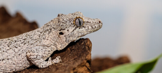 spotted white eublefar in the terrarium. close-up. macro.