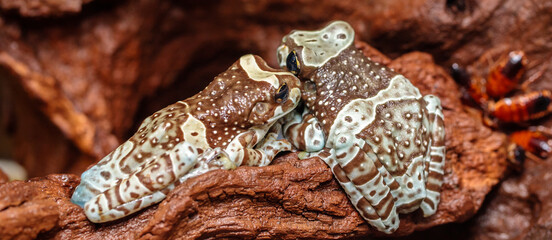 frog harlequin tree frog in the terrarium. close-up. macro.