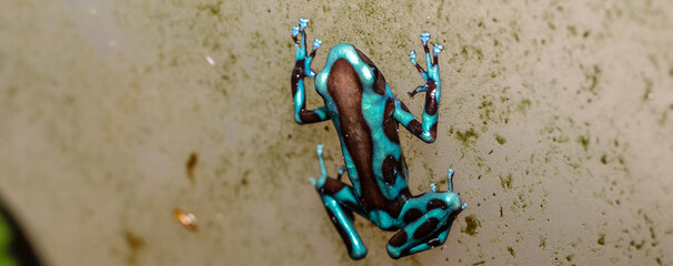 poison dart frog in a terrarium. close-up. macro.