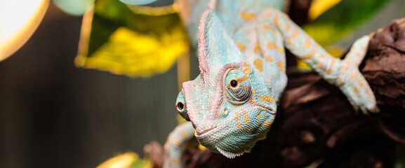Yemeni chameleon in a terrarium. close-up. macro. © toomler