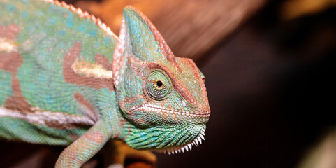 Yemeni chameleon in a terrarium. close-up. macro.