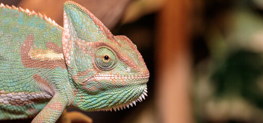 Yemeni chameleon in a terrarium. close-up. macro.