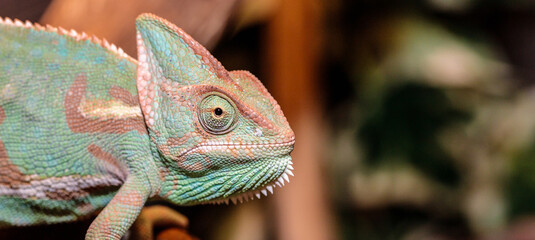 Yemeni chameleon in a terrarium. close-up. macro.