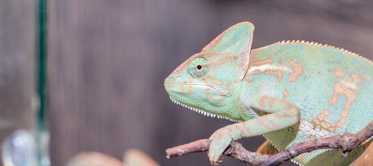 Yemeni chameleon in a terrarium. close-up. macro. © toomler