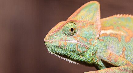 Yemeni chameleon in a terrarium. close-up. macro.