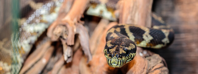 boa constrictor in the terrarium. close-up. macro.
