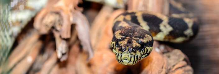 boa constrictor in the terrarium. close-up. macro.