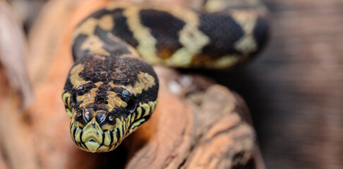 boa constrictor in the terrarium. close-up. macro.