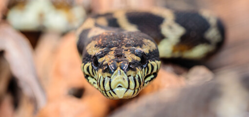 boa constrictor in the terrarium. close-up. macro.