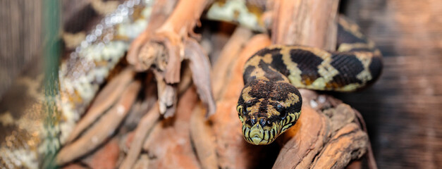 boa constrictor in the terrarium. close-up. macro.