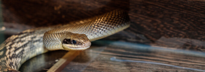 snake in a terrarium. close-up. macro.