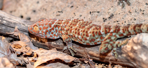 real gecko in terrarium. close-up. macro.