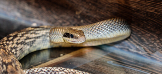 snake in a terrarium. close-up. macro.