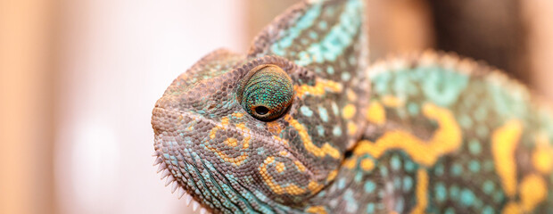 Yemeni chameleon in a terrarium. close-up. macro.