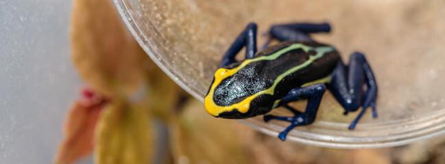 poison dart frog in a terrarium. close-up. macro.