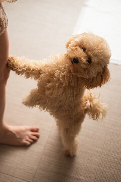 A small dog toy poodle on its hind legs asks the owner - a pet
