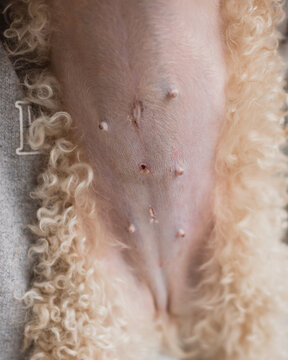 Dry crust on wounds from laparoscopy during sterilization of a female dog - removal of the ovaries and uterus
