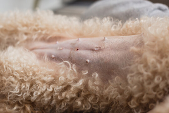 Dog belly after sterilization surgery - wound healing