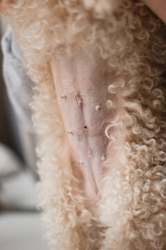 Dog belly after sterilization surgery - wound healing