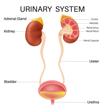 Anatomy of the inside Urinary System.
