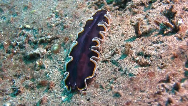 Walking Flatworm