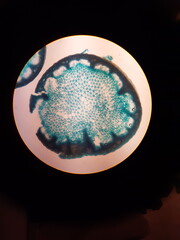 cross section of rush at microscope