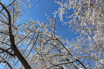 Tree branches covered with snow against a blue bright sky.