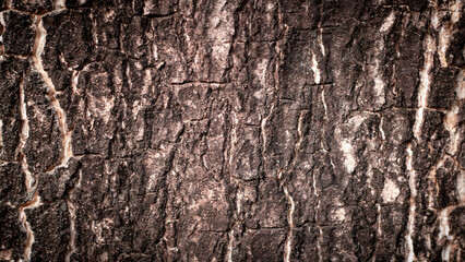 Seamless bark color gray, white, black Has a rough texture, suitable for use as a background,tree,cell. for natural wallpaper.