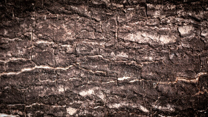 Seamless bark color gray, white, black Has a rough texture, suitable for use as a background,tree,cell. for natural wallpaper.