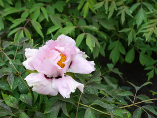 Terry beautiful peony flower in a botanical garden. Flowering season. 