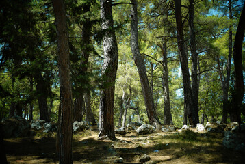Pinus brutia, commonly known as the Turkish pine, is a type of pine native to the eastern Mediterranean region