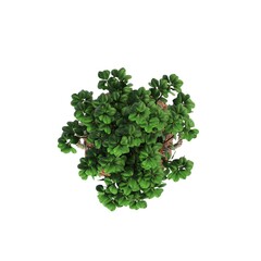 Obraz premium decorative flowers and plants for the interior, top view, isolated on white background, 3D illustration, cg render 