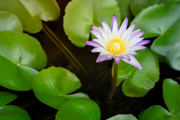 Purple lotus flower blooming with green lotus leaf on lotus pond at summer
