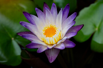 Purple lotus flower blooming with green lotus leaf on lotus pond at summer
