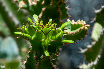 Sydney Australia, close-up of a branch of a euphorbia  memoralis in the sunshine