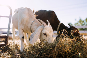 Goats eating hay at a farm, closeup.