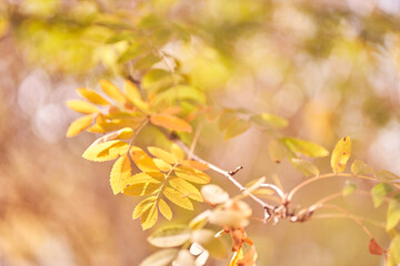 Autumn season. Autumn background concept for your layout. Yellow rowan leaves on a branch against a background of trees. With space to copy. High quality photo
