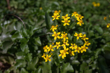 Mostly blurred yellow flowers on green leaves background