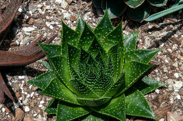 Sydney Australia, aloe aristata or lace aloe in garden