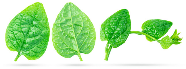 Malabar spinach, vine spinach or ceylon spinach plant isolated on white background