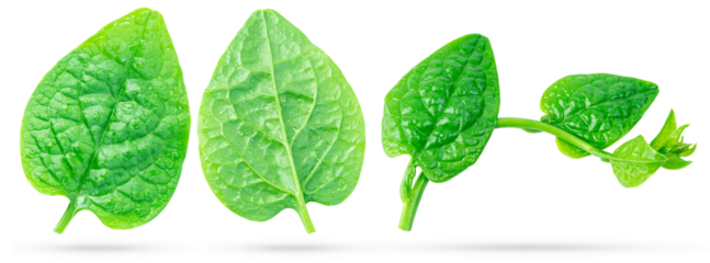 Malabar spinach, vine spinach or ceylon spinach plant isolated on white background