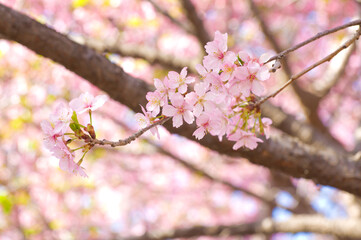 葉が出始めた河津桜の枝と青空