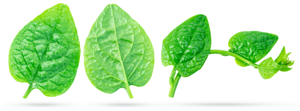 Malabar spinach, vine spinach or ceylon spinach plant isolated on white background